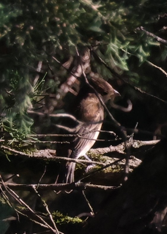 Indigo Bunting - ML645923343