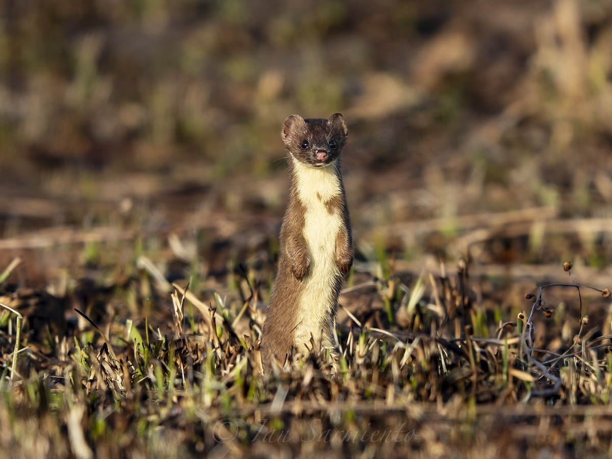 Long-tailed Weasel - ML645923345