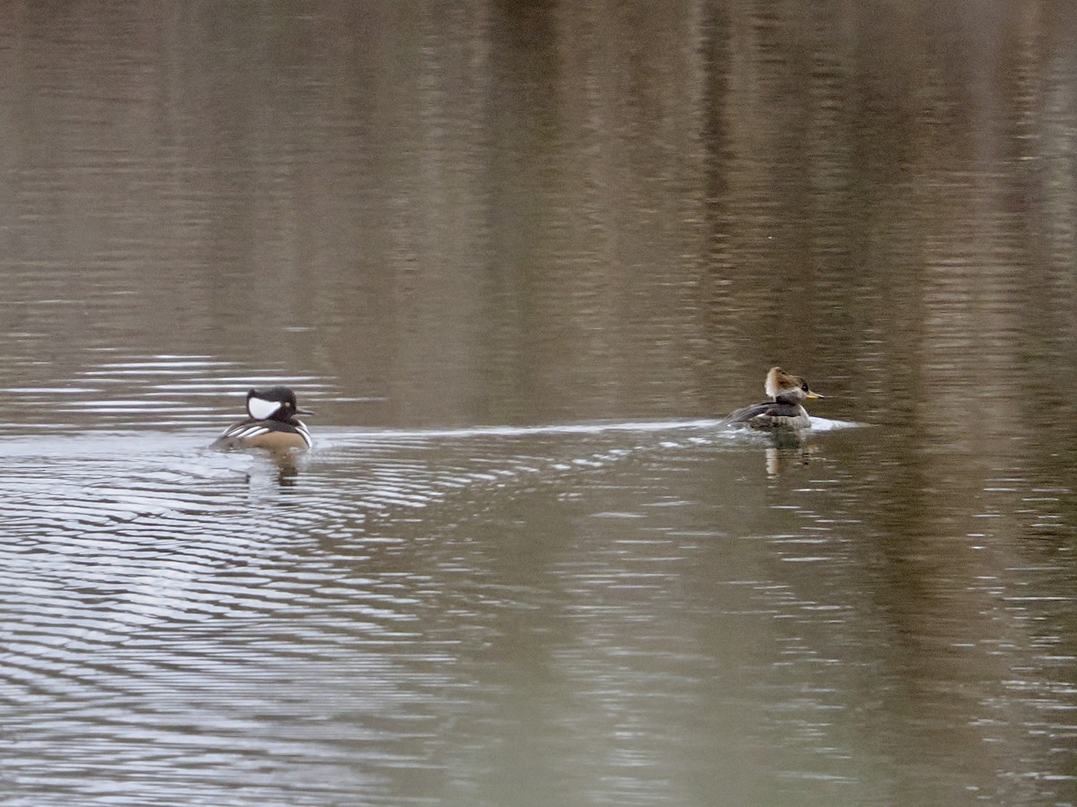 morčák chocholatý - ML645923346