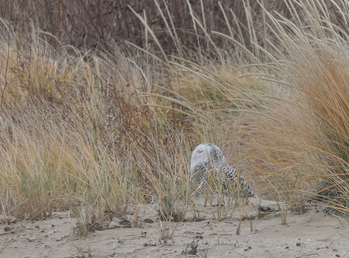 לילית שלג - ML645923354