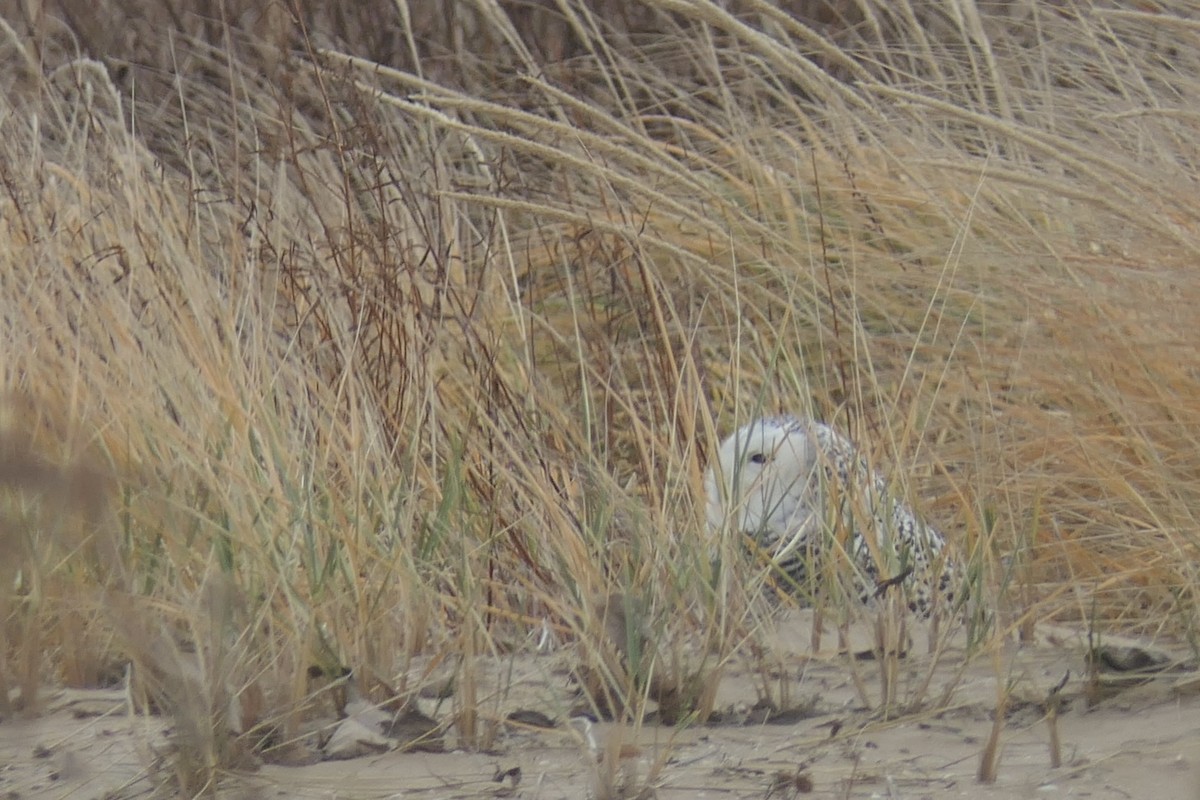לילית שלג - ML645923355