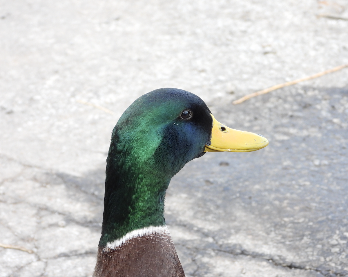 Mallard - ML645923357