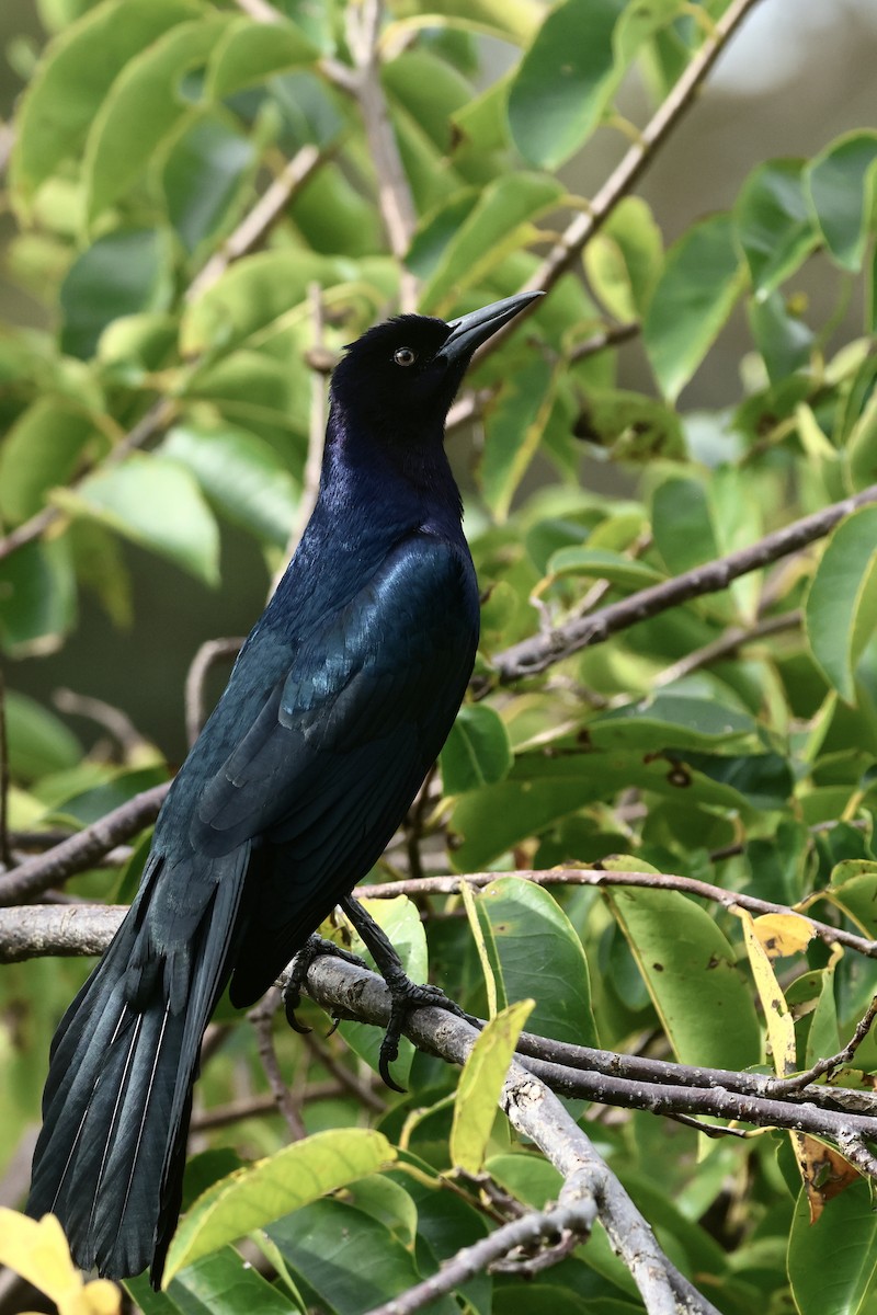 båtstjerttrupial - ML645923358