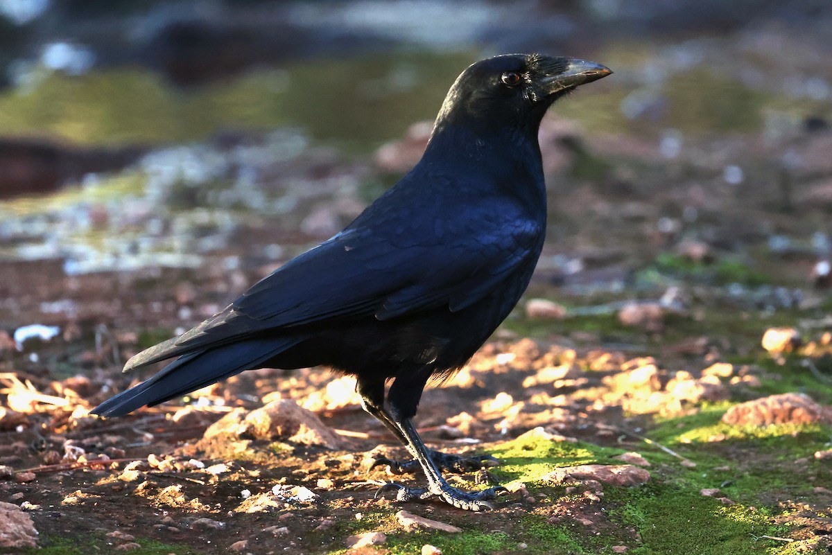 Hispaniolan Palm-Crow - ML645923360