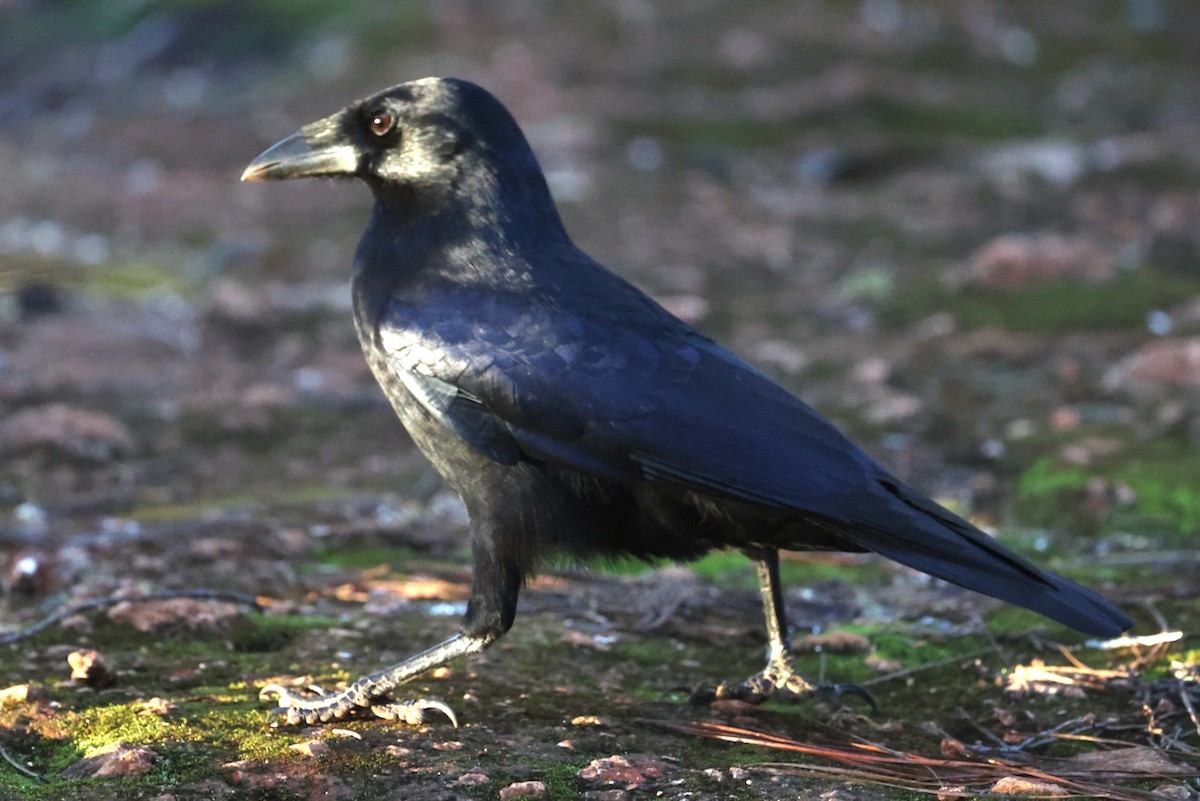Hispaniolan Palm-Crow - ML645923361
