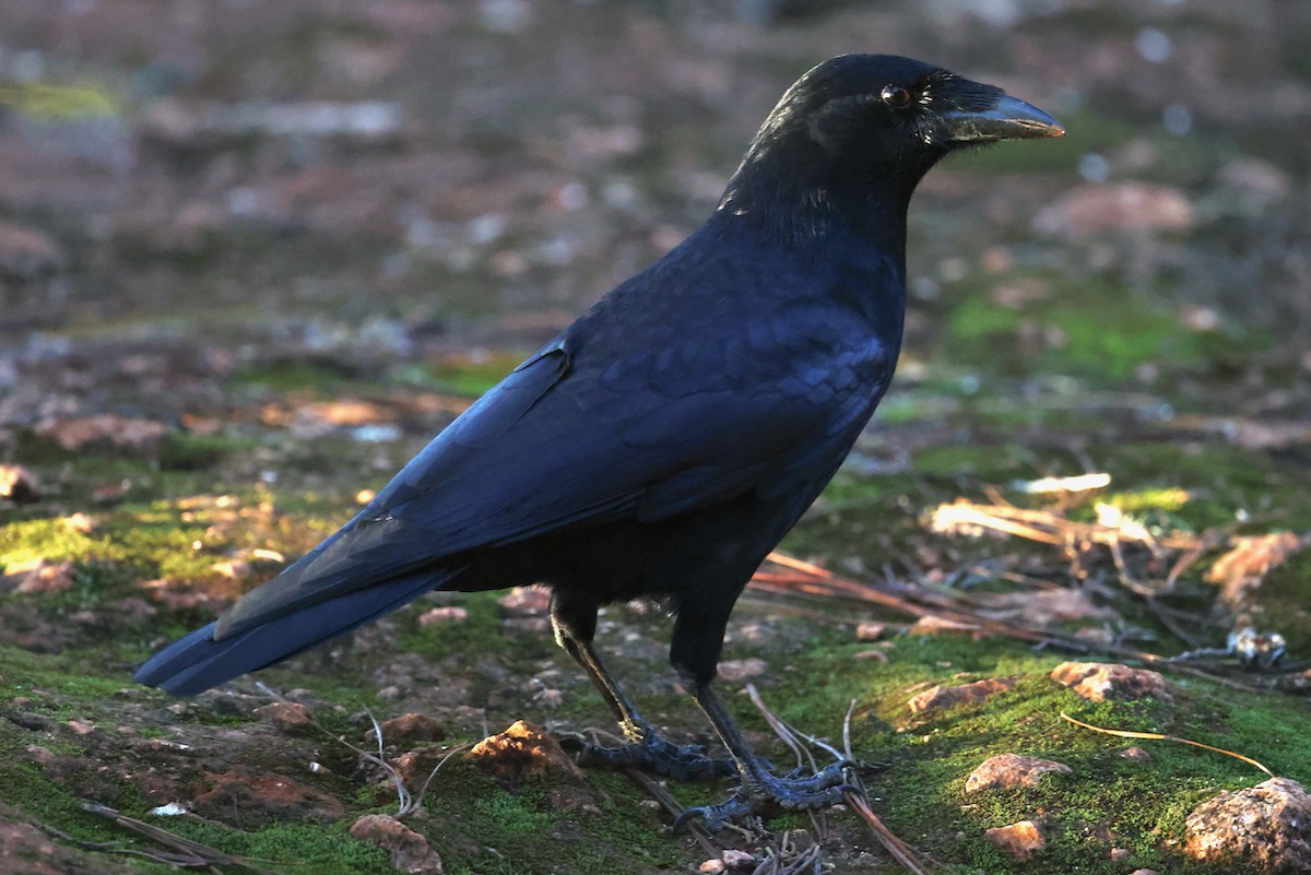 palmekråke - ML645923362