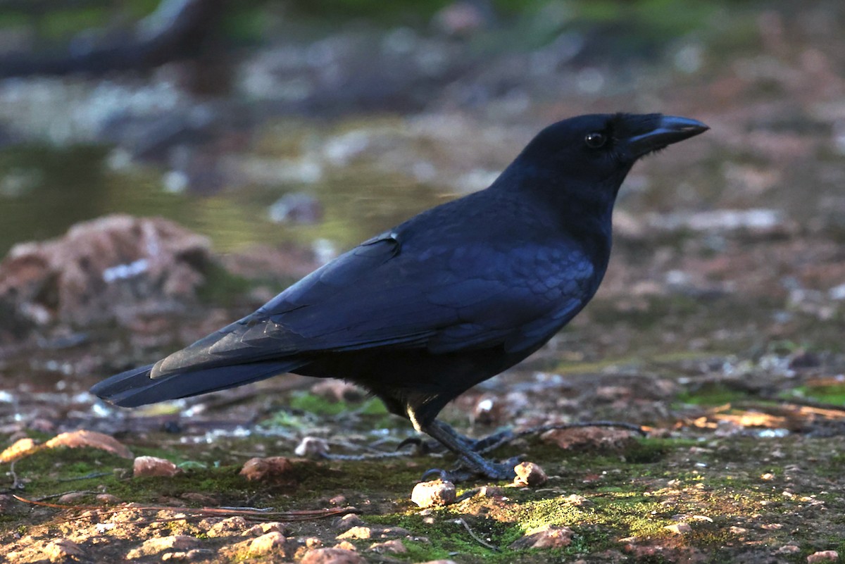 Hispaniolan Palm-Crow - ML645923363