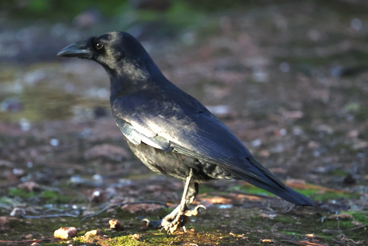 palmekråke - ML645923364