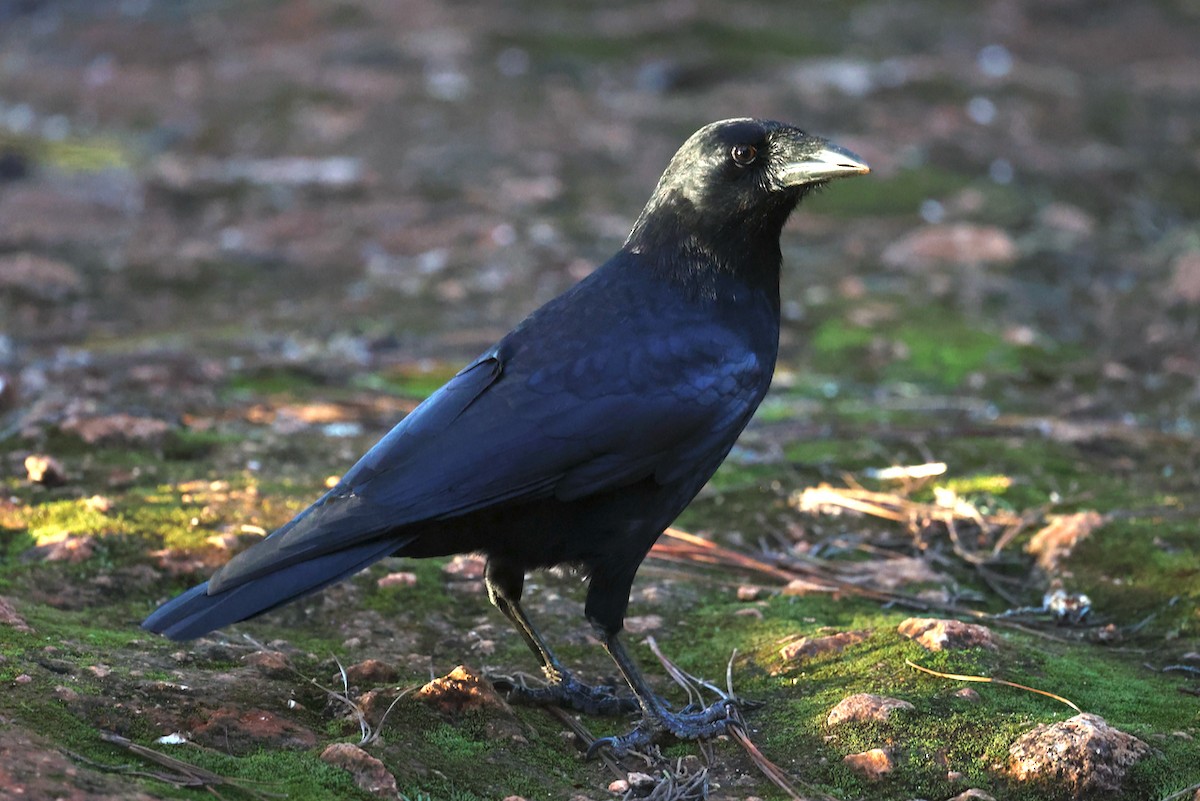 Hispaniolan Palm-Crow - ML645923365