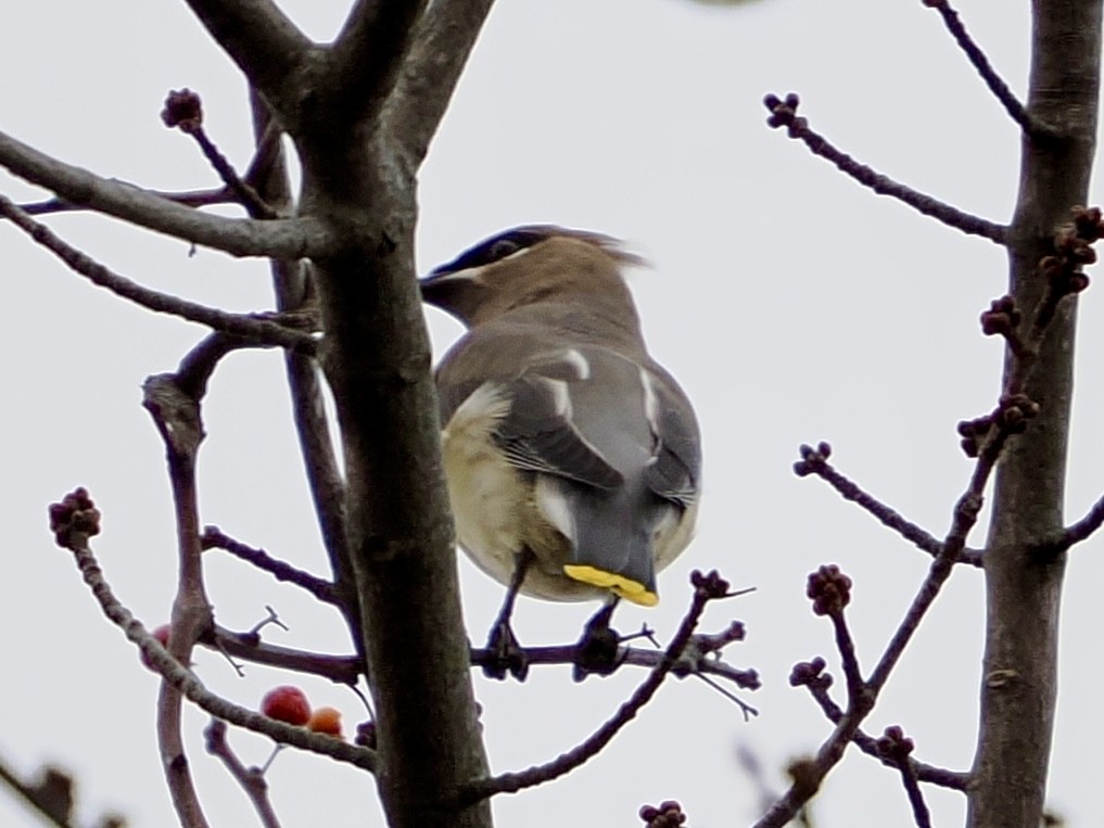 brkoslav americký - ML645923367