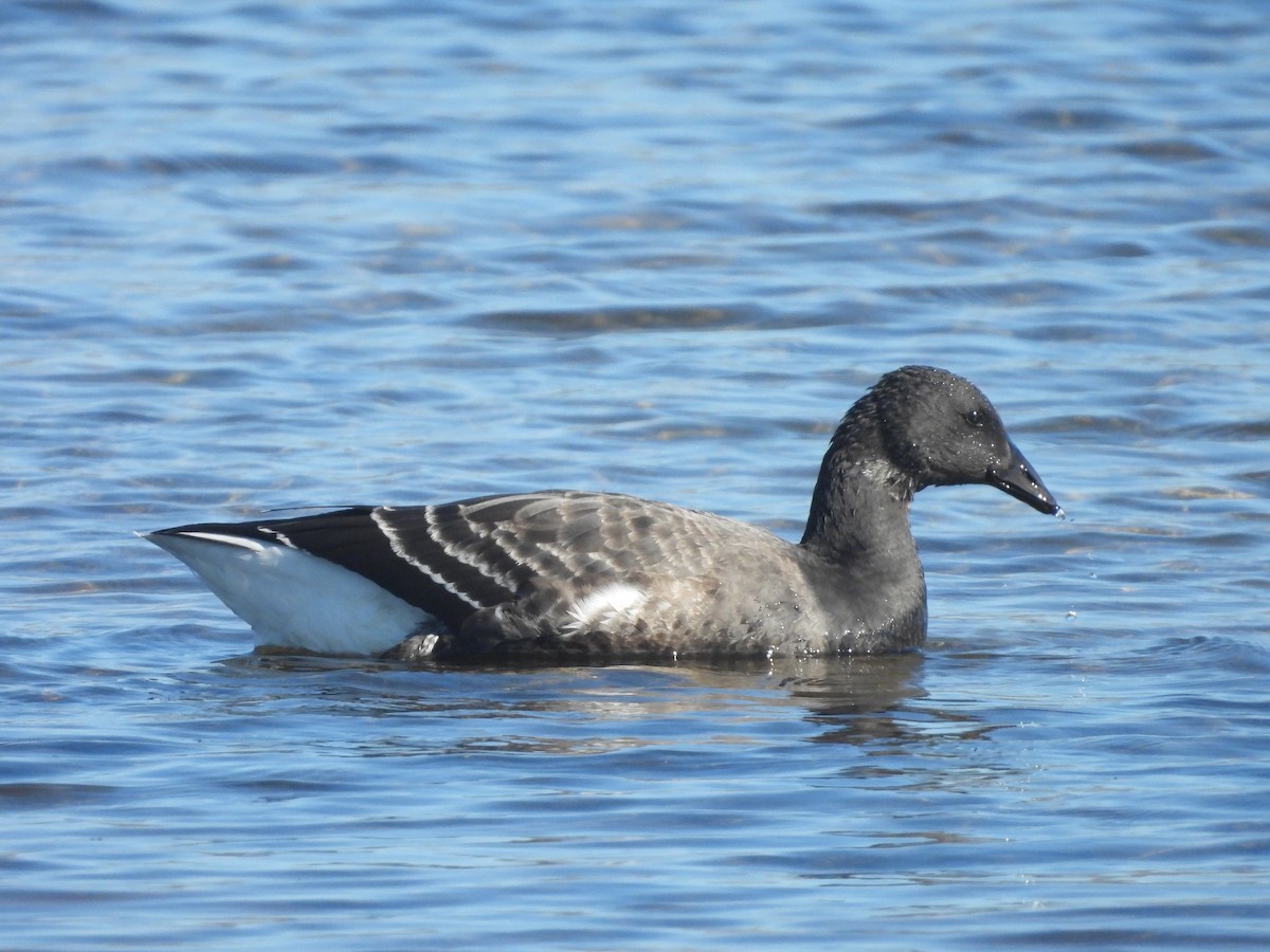 ringgås - ML645923368