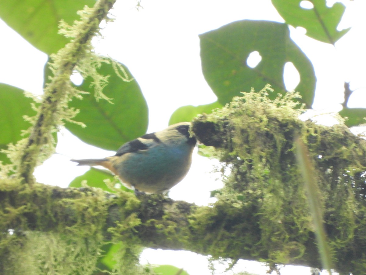 テリミドリフウキンチョウ - ML645923369