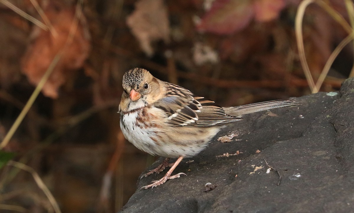 granspurv - ML645923372