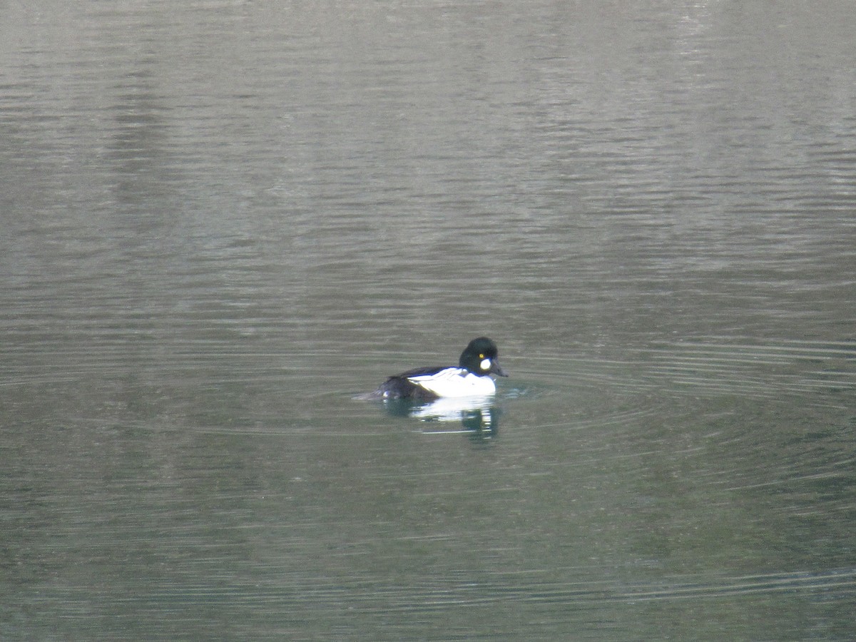 kvinand - ML645923373