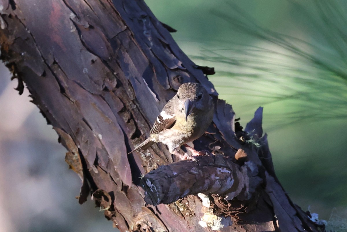 hispaniolakorsnebb - ML645923374