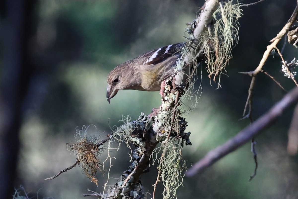 hispaniolakorsnebb - ML645923375