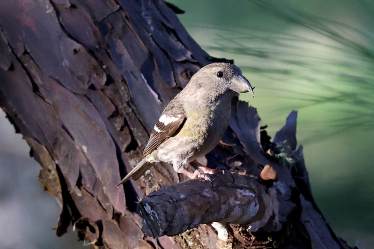 hispaniolakorsnebb - ML645923376