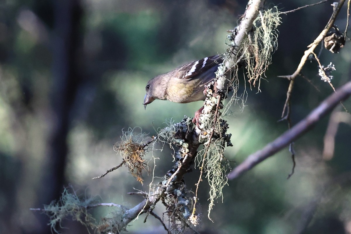 hispaniolakorsnebb - ML645923377