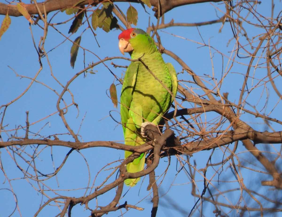 grønnkinnamazon - ML645923378