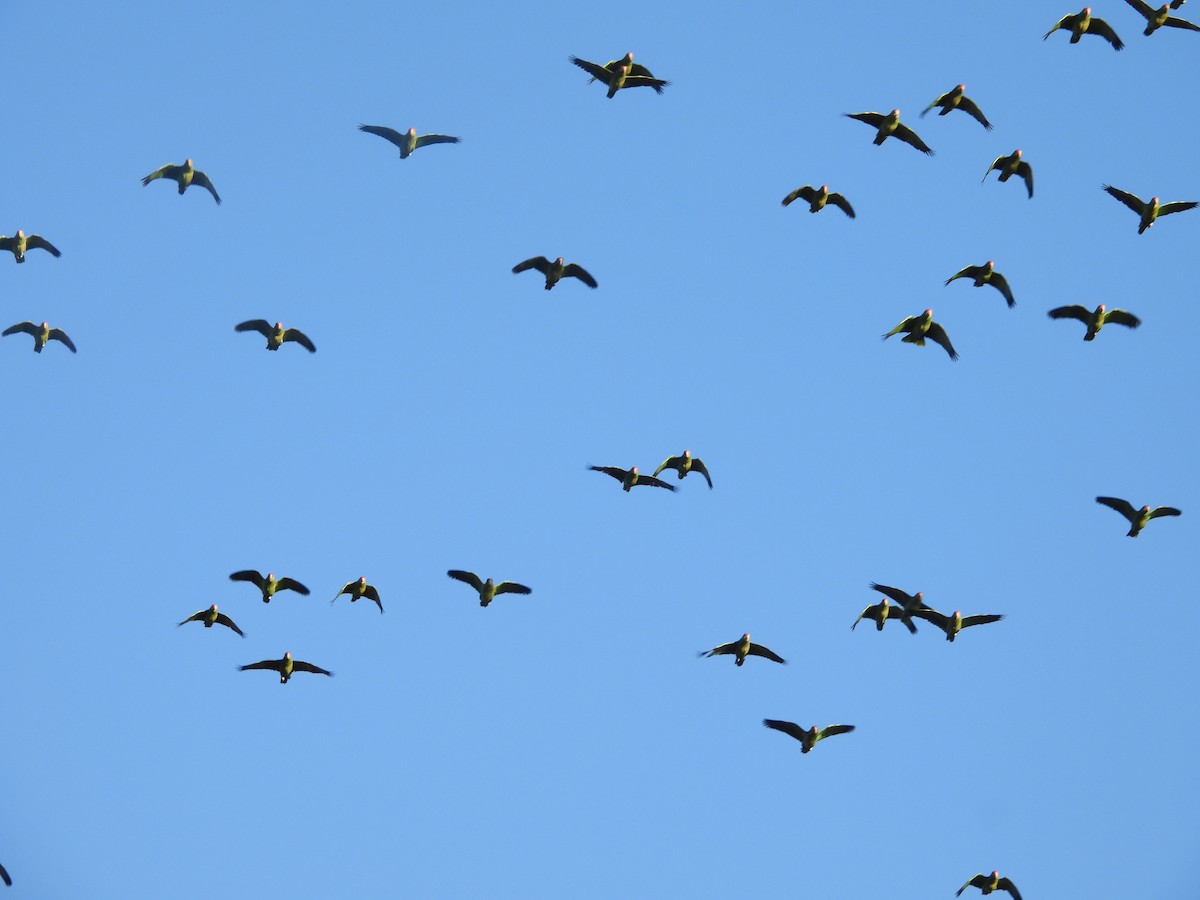 grønnkinnamazon - ML645923379