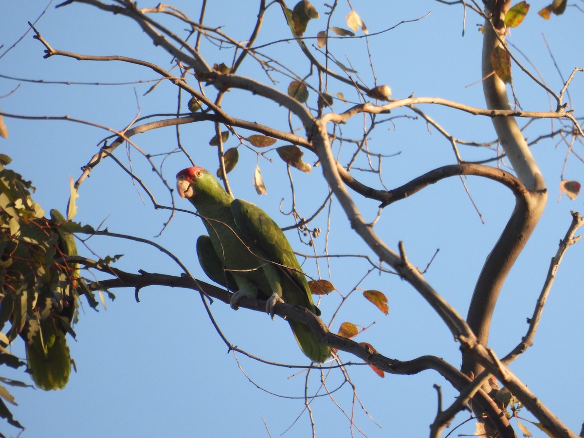 grønnkinnamazon - ML645923380