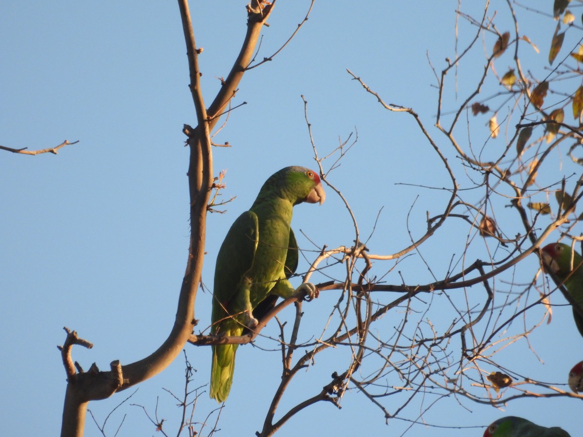 grønnkinnamazon - ML645923381