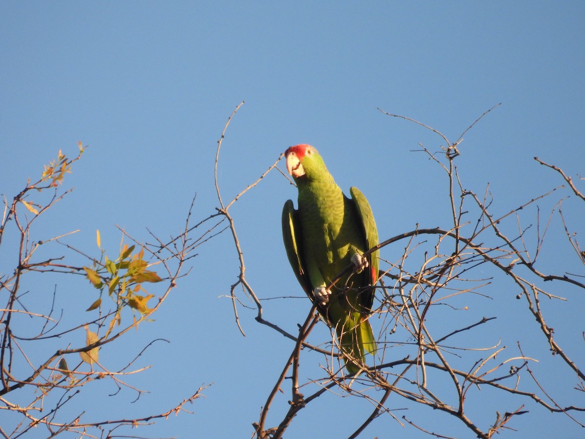 grønnkinnamazon - ML645923382