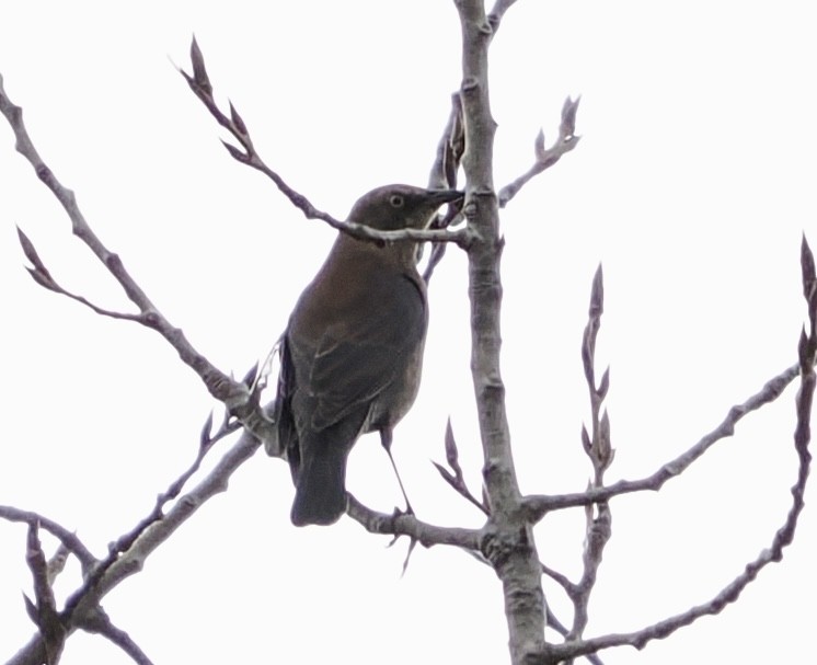 kanadatrupial - ML645923391