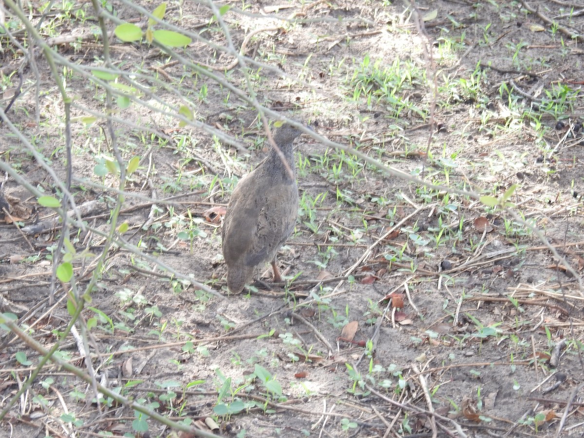 svartbeinfrankolin - ML645923392