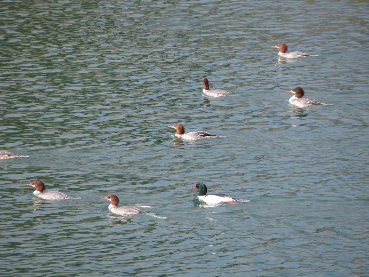 laksand - ML645923393