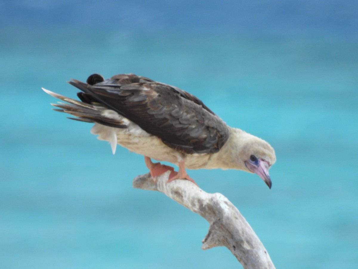 rødfotsule - ML645923394