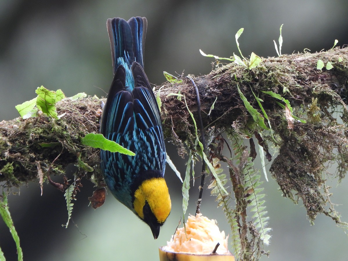 safrankronetanagar - ML645923395