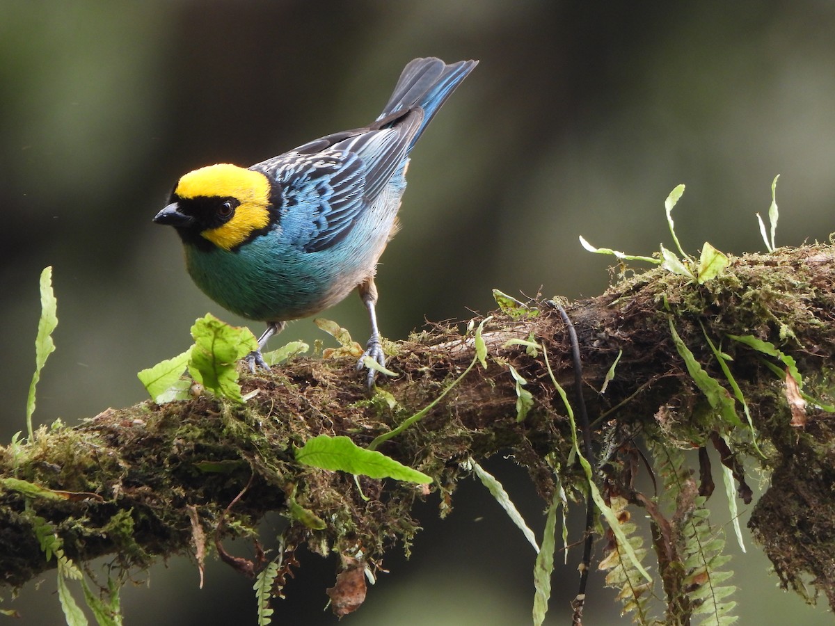 safrankronetanagar - ML645923396