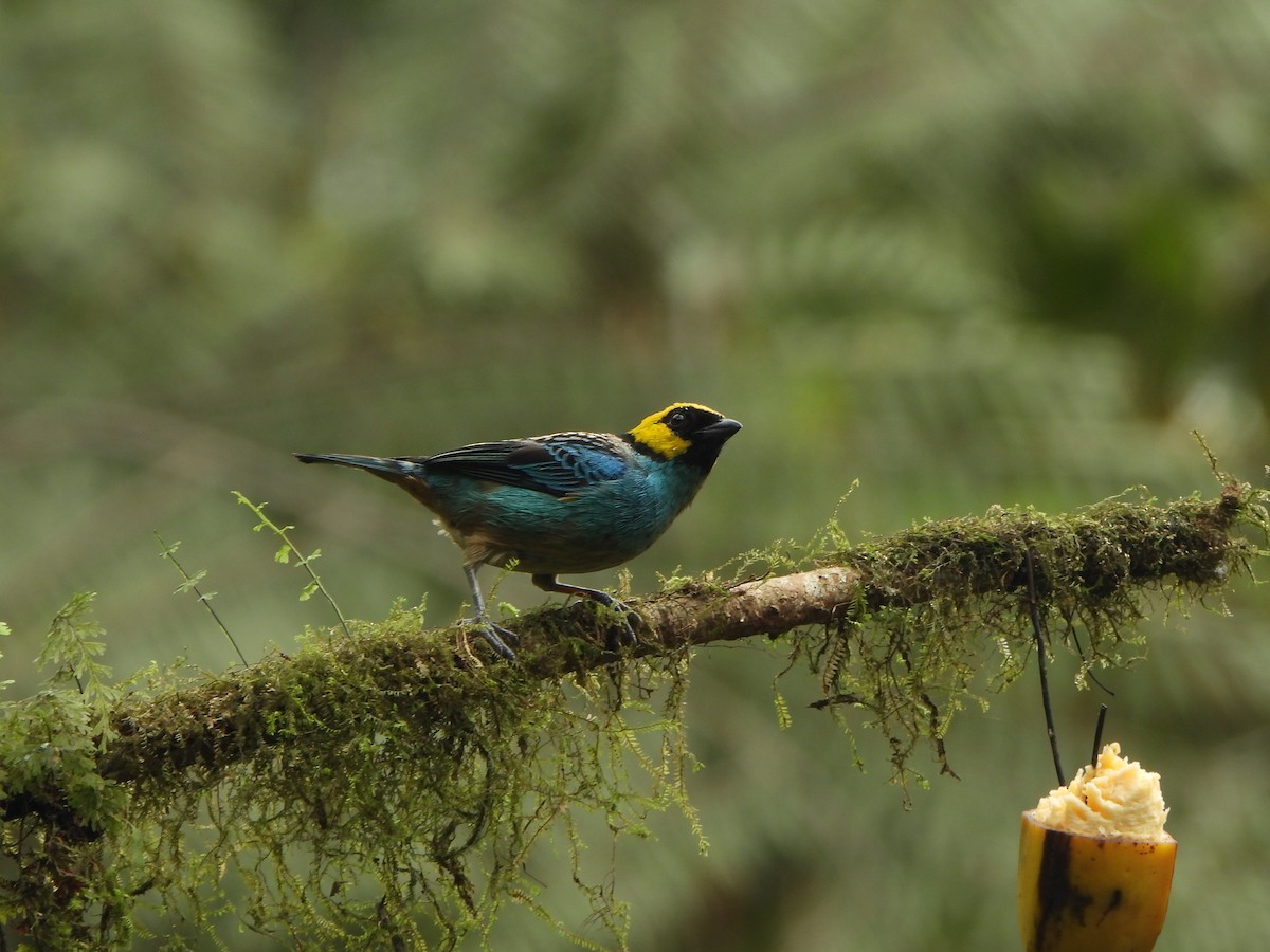 safrankronetanagar - ML645923397