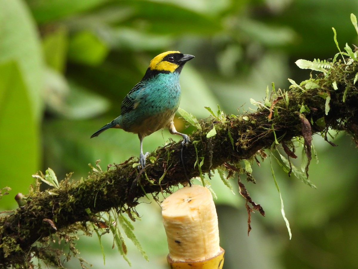 safrankronetanagar - ML645923398