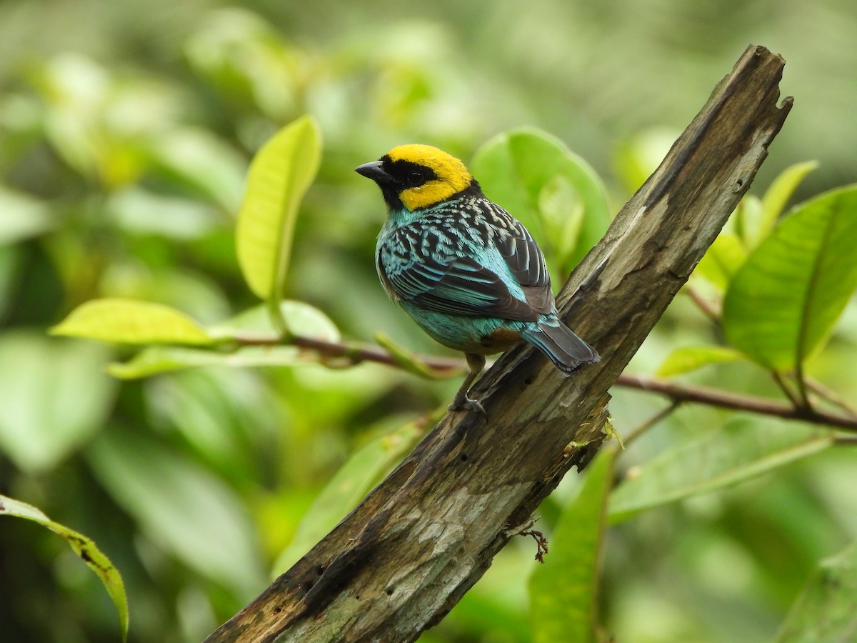 safrankronetanagar - ML645923399