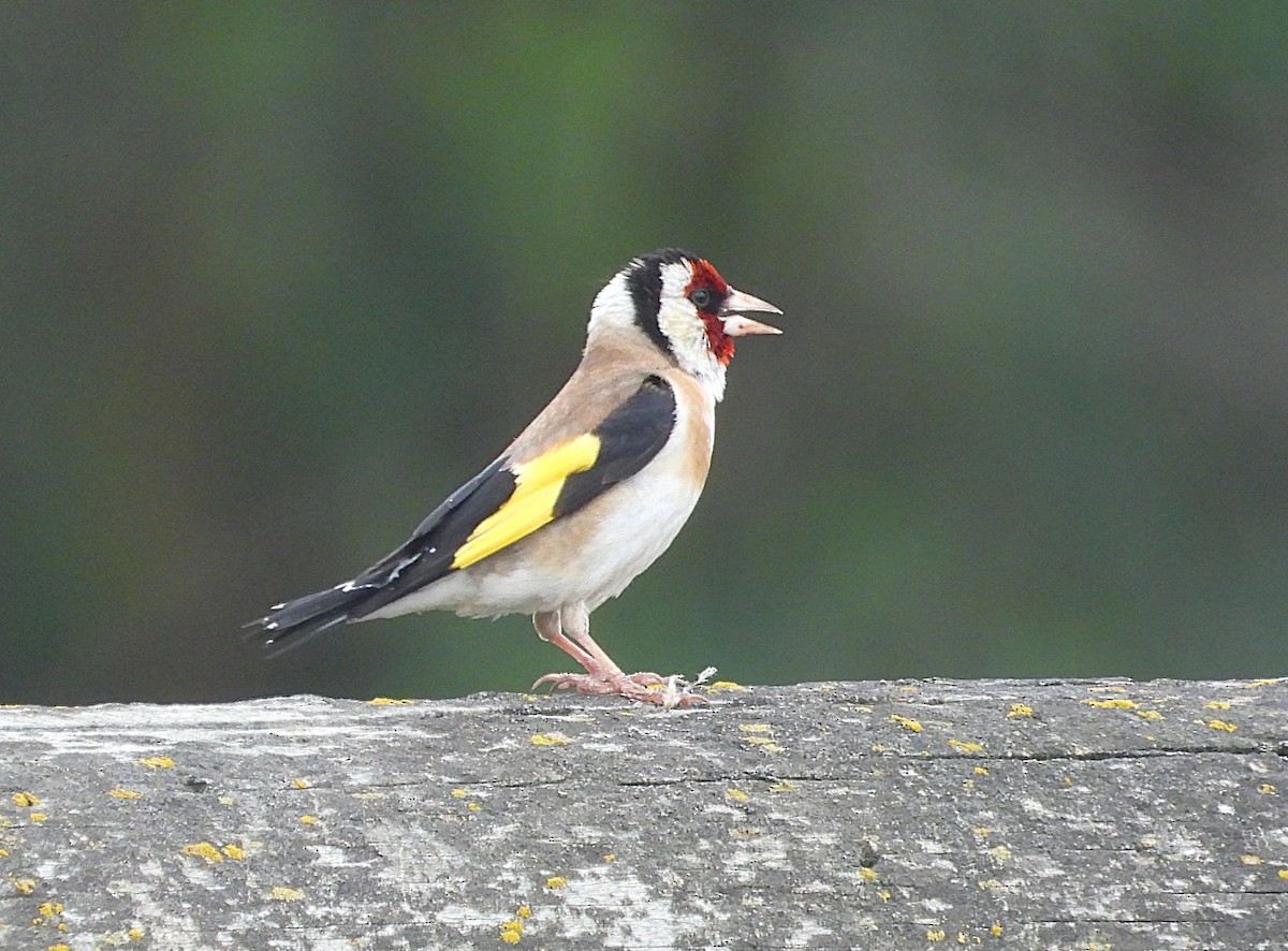 stillits - ML645923403