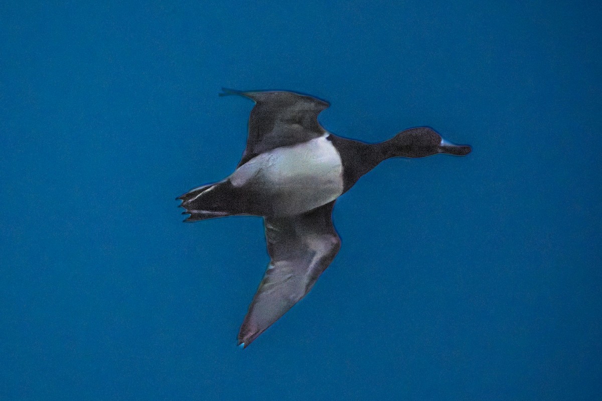 ringand - ML645923404