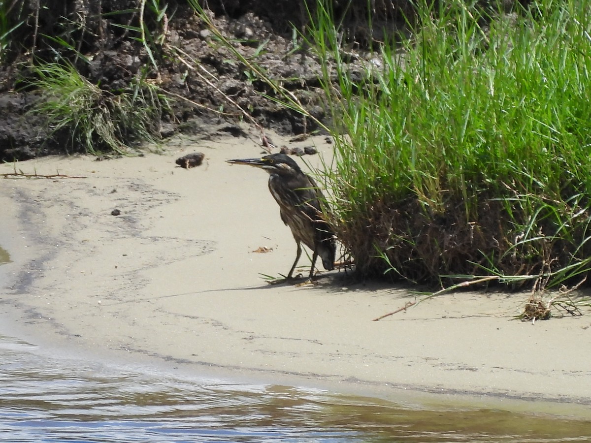 småhegre - ML645923405