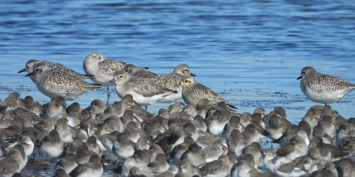 Азийн сүвээ цагаан - ML645923407