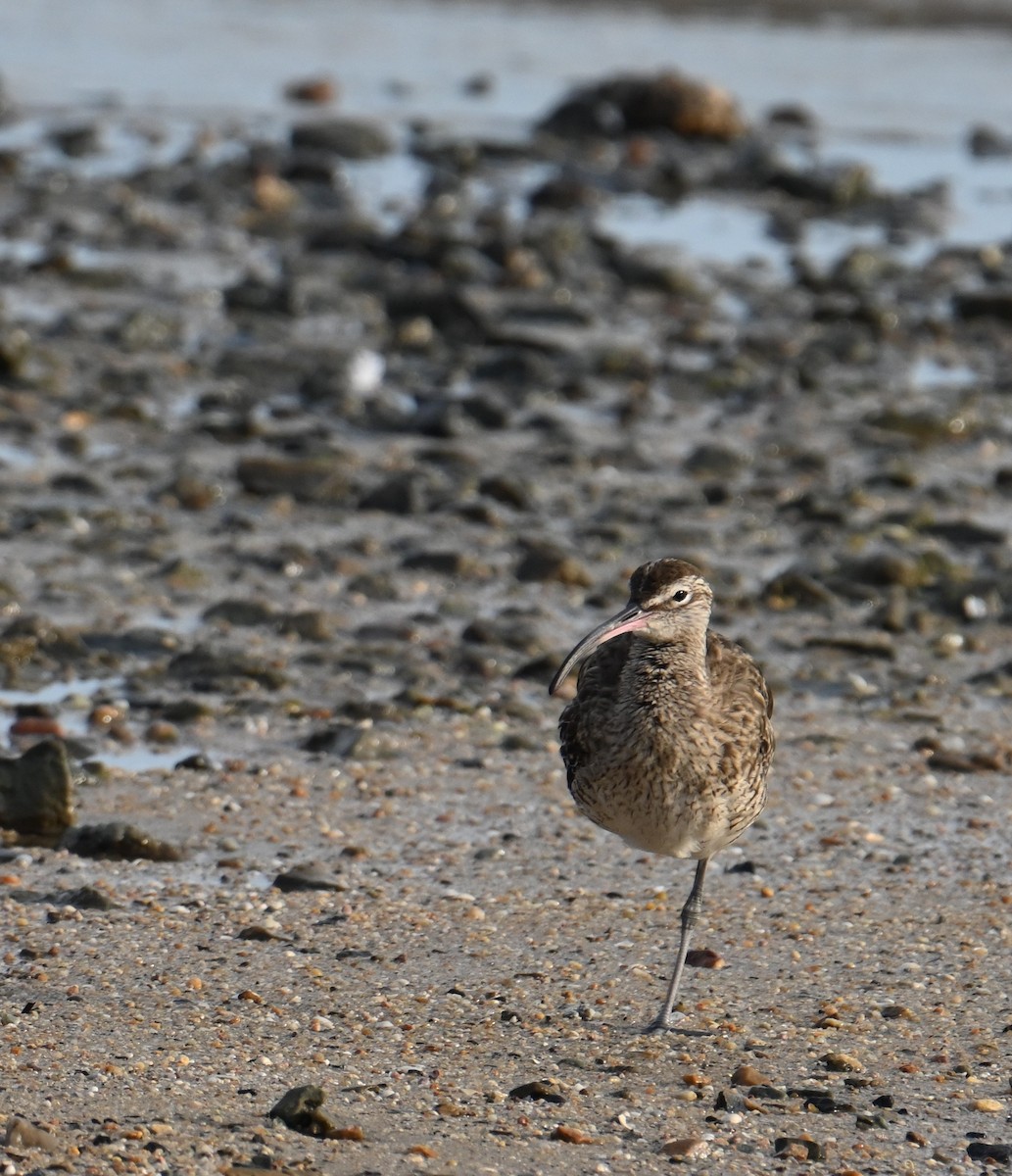 Far Eastern Curlew - ML645923408