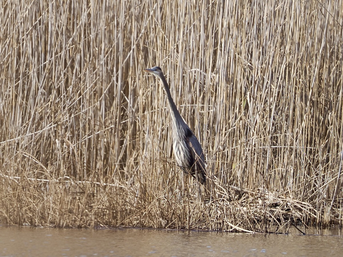 volavka velká - ML645923414