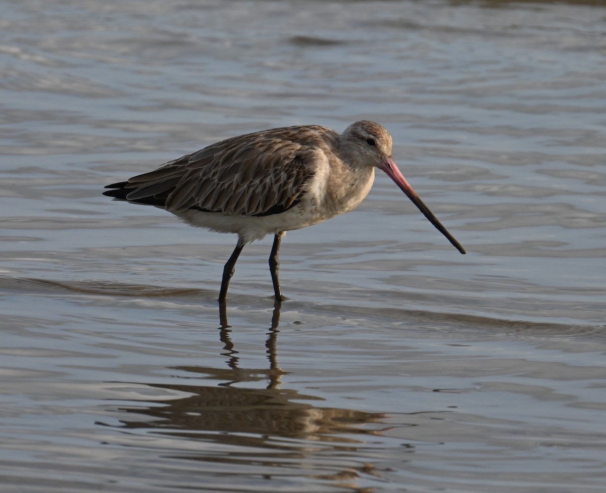 Bar-tailed Godwit - ML645923417