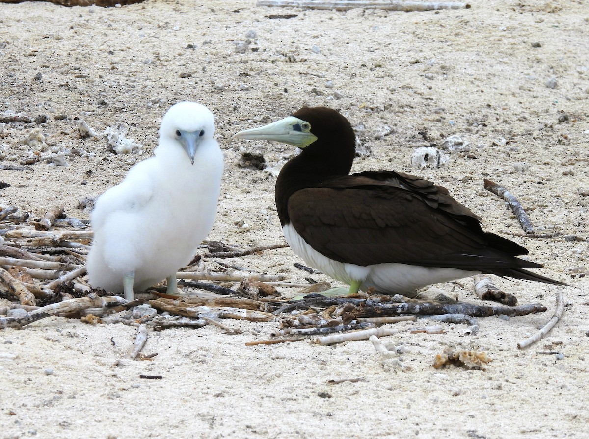 Brown Booby - ML645923418