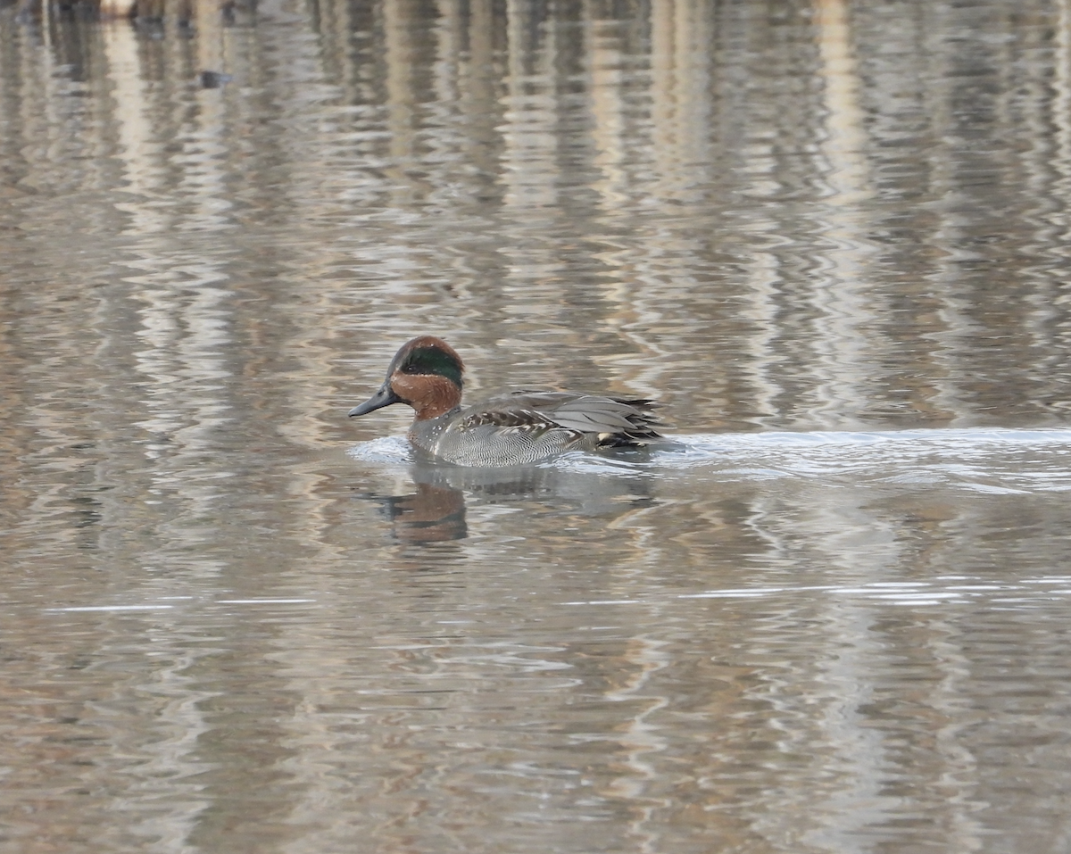 Green-winged Teal - ML645923419