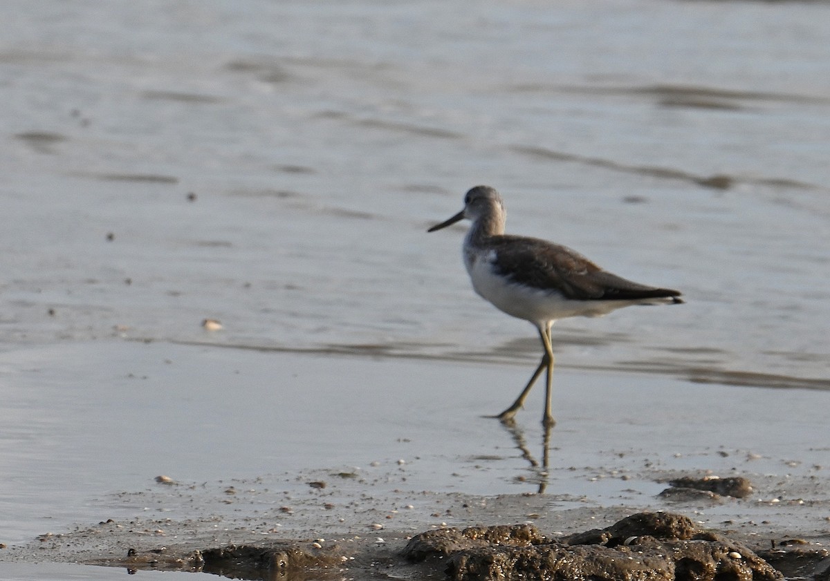 Common Greenshank - ML645923421