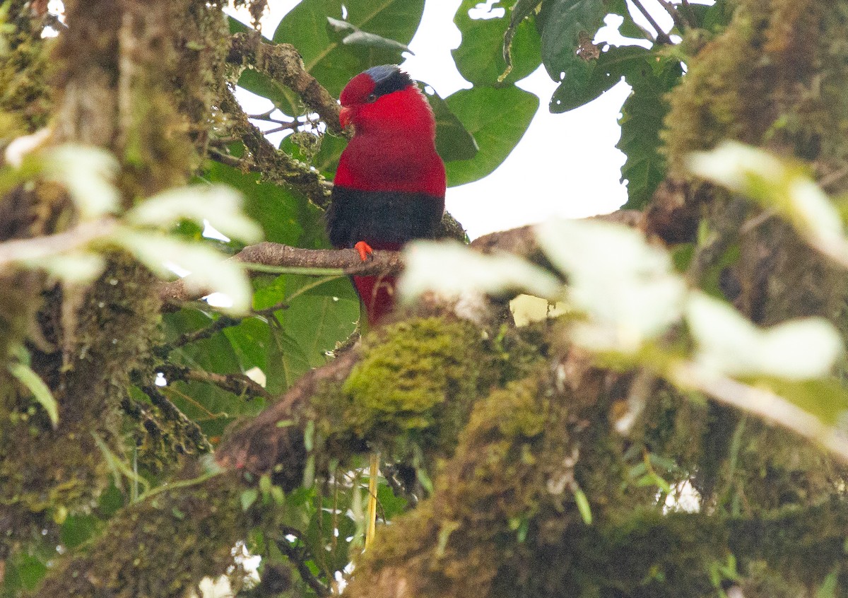 Stella's Lorikeet - ML645923433