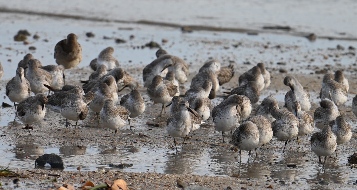 Great Knot - ML645923439