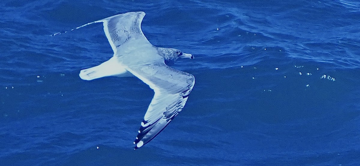 American Herring Gull - ML645923442