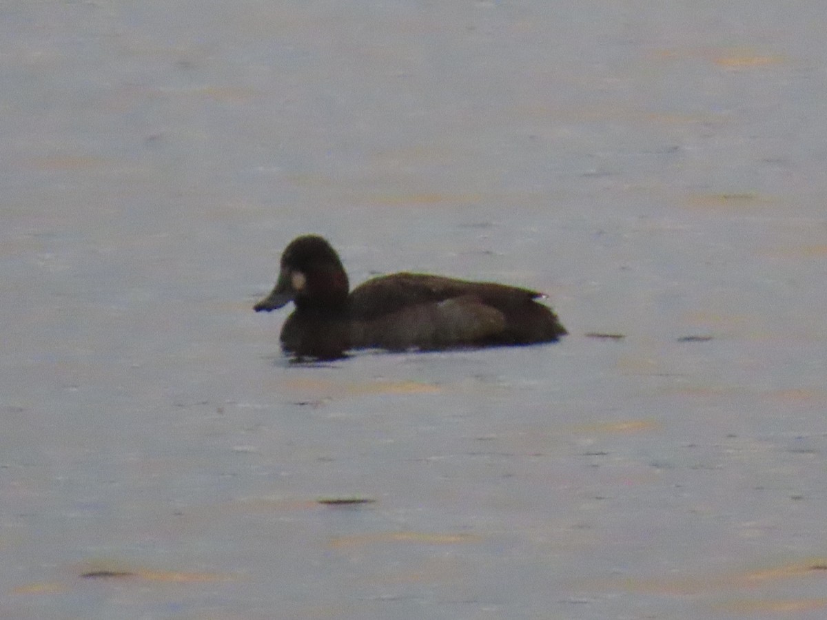 Lesser Scaup - ML645923443